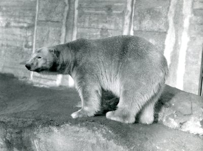 Oso Polar 